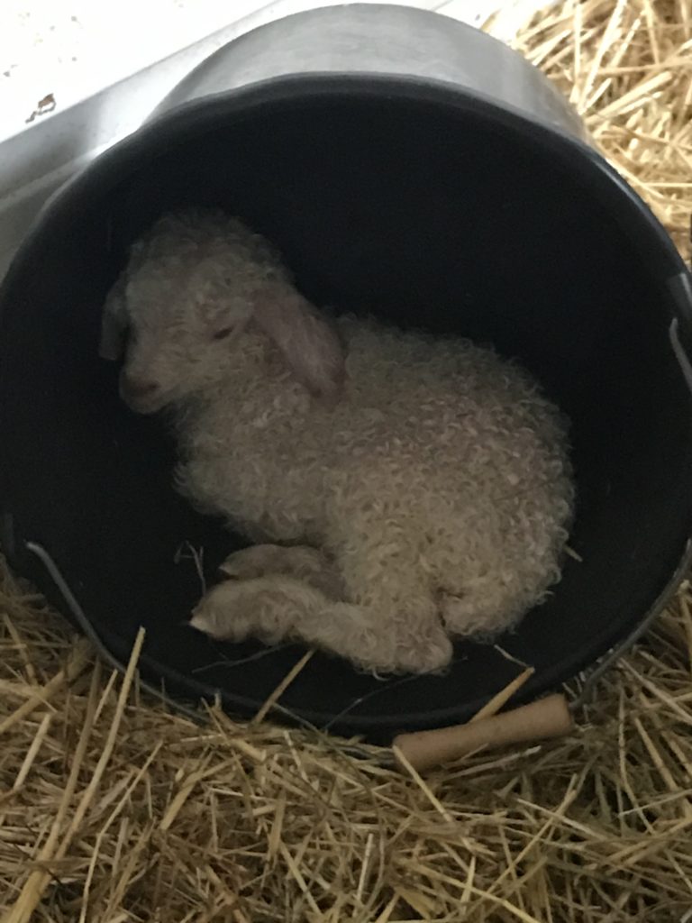 chevreau mohair ardeche sceau