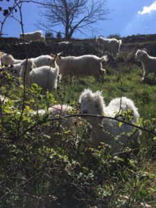 ebba d fab b cbfcbee