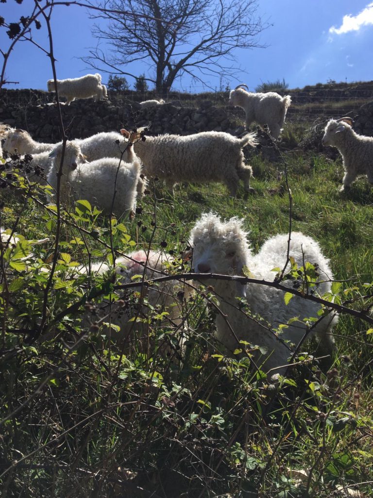 ebba d fab b cbfcbee