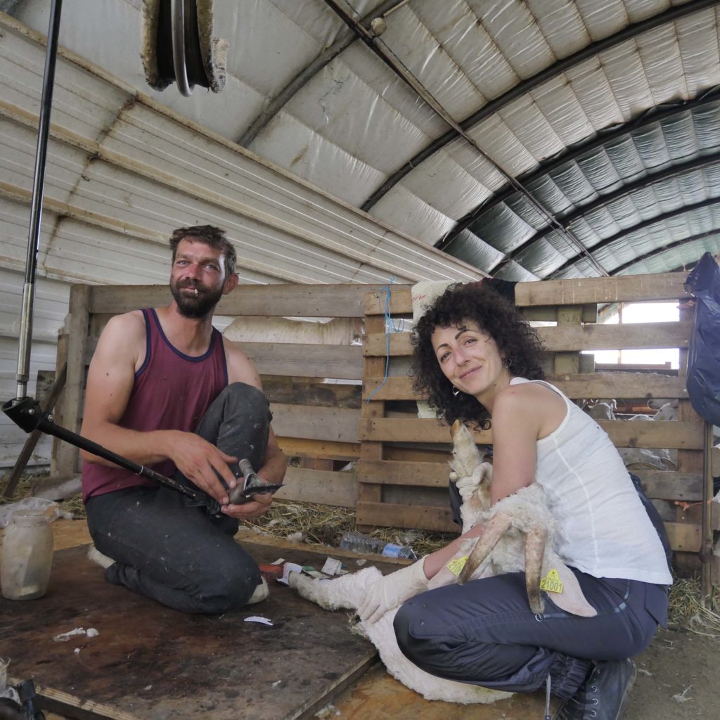 sequence couture chevre angora