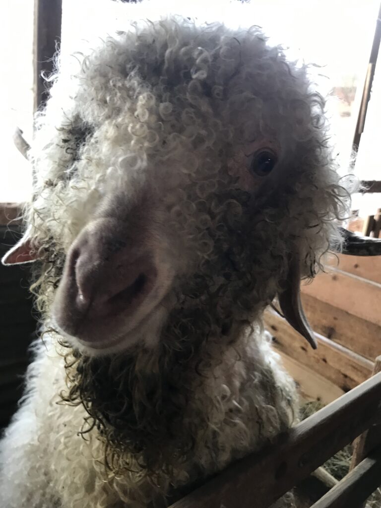 Mohair d Ardeche Louxor